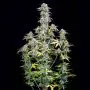 Big Bud Auto (Fast Buds)