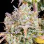 Big Bud Auto (Fast Buds)