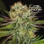Chocolate Wafflez (Paradise Seeds)