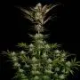 Chocolate Wafflez (Paradise Seeds)