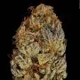 Chocolate Wafflez (Paradise Seeds)