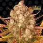 Dos Si Dos Auto (Barney's Farm)