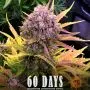 Dos Si Dos Auto (Barney's Farm)