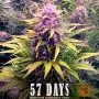 Dos Si Dos Auto (Barney's Farm)