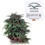 Durban Poison (Dutch Passion) 5 graines
