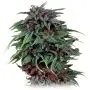 Durban Poison (Dutch Passion) 5 graines
