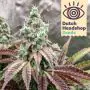 Auto Lemon Skunk (Marque Privée)