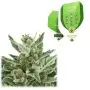 Easy Bud Autofloraison (Royal Queen Seeds) 5 graines