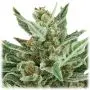 Easy Bud Autofloraison (Royal Queen Seeds) 5 graines