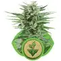 Easy Bud Autofloraison (Royal Queen Seeds) 5 graines