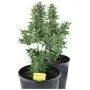 Easy Bud Autofloraison (Royal Queen Seeds) 5 graines