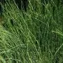 Efedra [Ephedra sinica] 20 graines