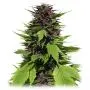 Frisian Duck (Dutch Passion) 5 graines