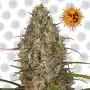 Glue Gelato Auto (Barney’s Farm) 5 Graines