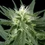 Hawaiian Snow (Greenhouse Seeds) 5 graines