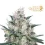 Honey Cream Fast Flowering (Royal Queen Seeds) 3 graines