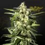 Jack Herer Auto (Greenhouse Seeds)