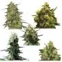 Melange Medicale CBD (Royal Queen Seeds) 5 graines