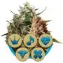 Melange Medicale CBD (Royal Queen Seeds) 5 graines
