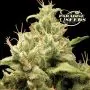 Opium (Paradise Seeds)