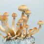 Culture de Champignons Magique | Liquid Culture Mazatapec