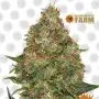 Pineapple Express Auto (Barney's Farm)