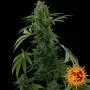 Pineapple Express Auto (Barney's Farm)