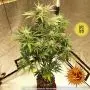 Pineapple Express Auto (Barney's Farm)