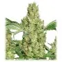 Power Plant (Dutch Passion) 5 graines