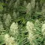 Power Plant (Dutch Passion) 5 graines