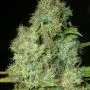 Power Plant (Dutch Passion) 5 graines