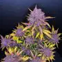 Purple Lemonade Auto (Fast Buds)