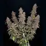 Purple Lemonade Auto (Fast Buds)