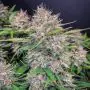 Purple Lemonade Auto (Fast Buds)