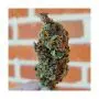 Purple Queen (Royal Queen Seeds)