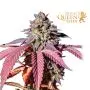 Purple Queen (Royal Queen Seeds)
