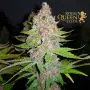 Purple Queen (Royal Queen Seeds)