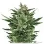 Quick One Autofloraison (Royal Queen Seeds) 5 graines