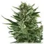 Quick One Autofloraison (Royal Queen Seeds) 5 graines