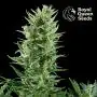 Quick One Autofloraison (Royal Queen Seeds) 5 graines