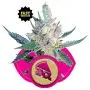 Royal Cheese Fast Flowering (Royal Queen Seeds) 5 graines