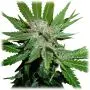 Royal Cheese Fast Flowering (Royal Queen Seeds) 5 graines