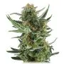 Royal Dwarf Autofloraison (Royal Queen Seeds) 5 graines