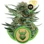 Royal Dwarf Autofloraison (Royal Queen Seeds) 5 graines