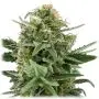 Royal Dwarf Autofloraison (Royal Queen Seeds) 5 graines