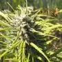Royal Dwarf Autofloraison (Royal Queen Seeds) 5 graines