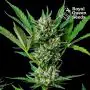 Royal Dwarf Autofloraison (Royal Queen Seeds) 5 graines