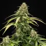 Epsilon F1 Auto (Royal Queen Seeds)