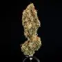 Epsilon F1 Auto (Royal Queen Seeds)