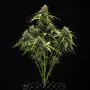 Epsilon F1 Auto (Royal Queen Seeds)